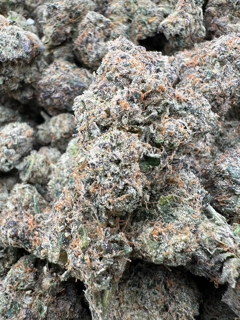 WHITE CHERRY RUNTZ [975]