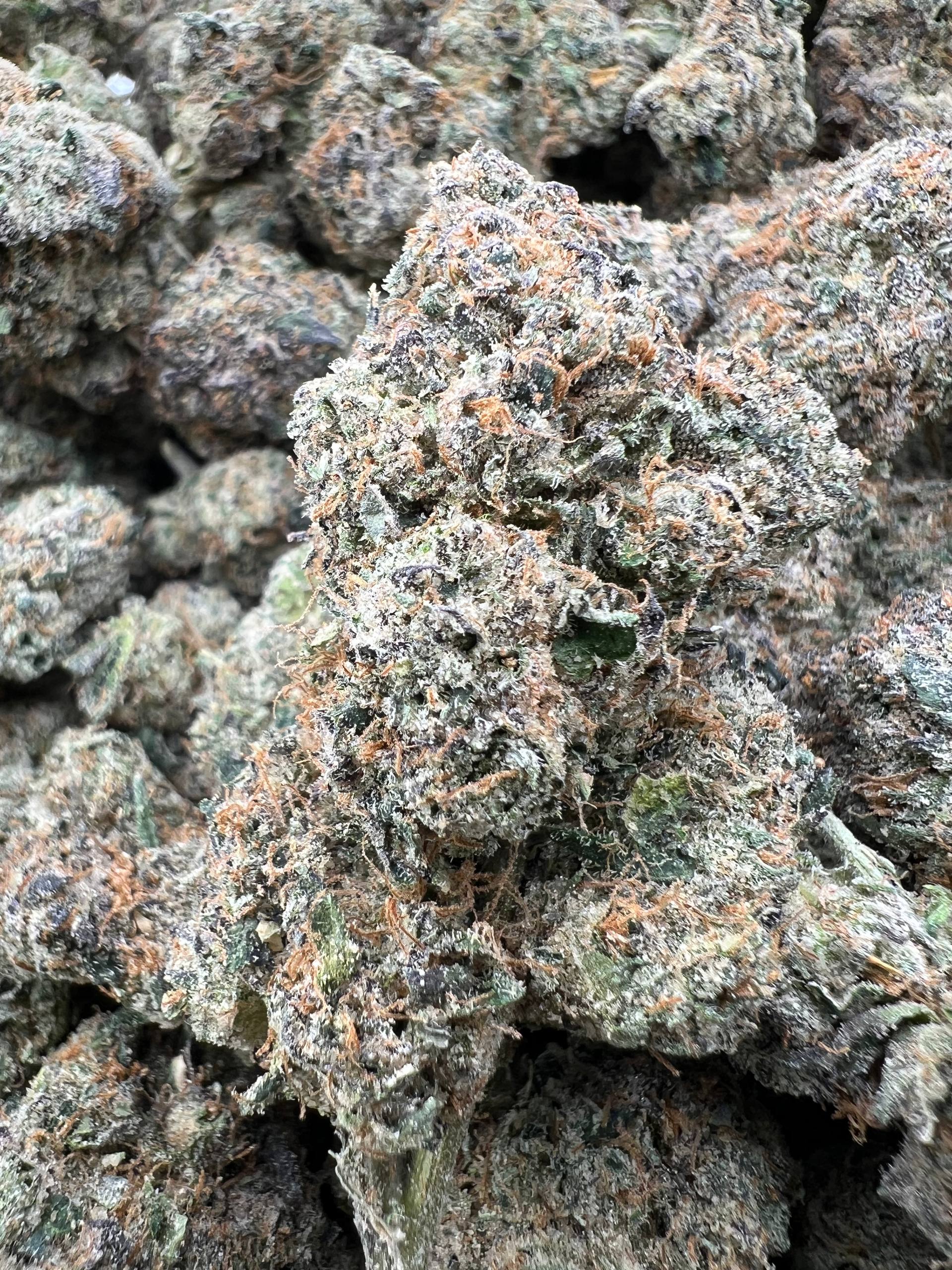 WHITE CHERRY RUNTZ [975]