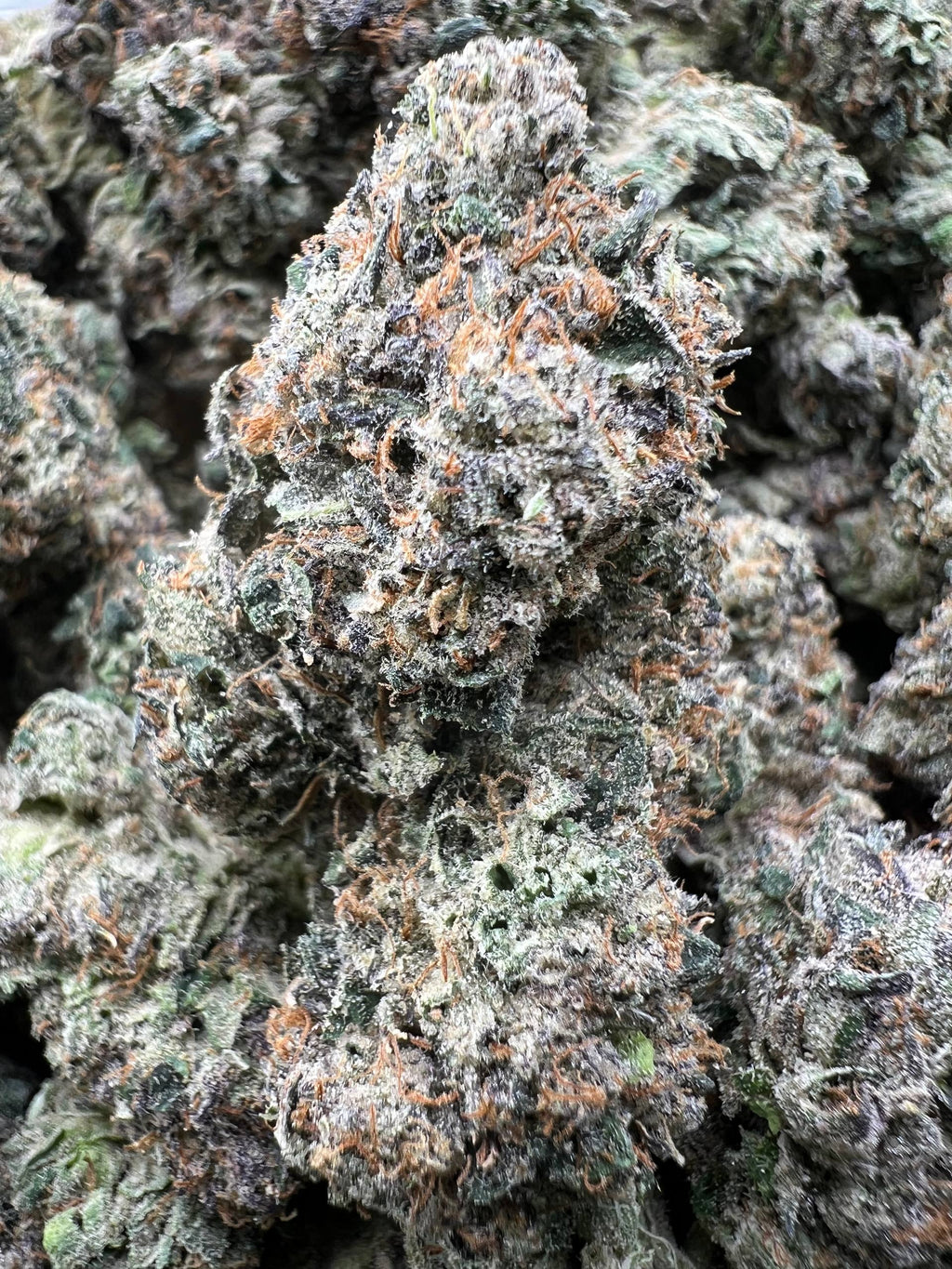 PINK CHERRY RUNTZ [925]