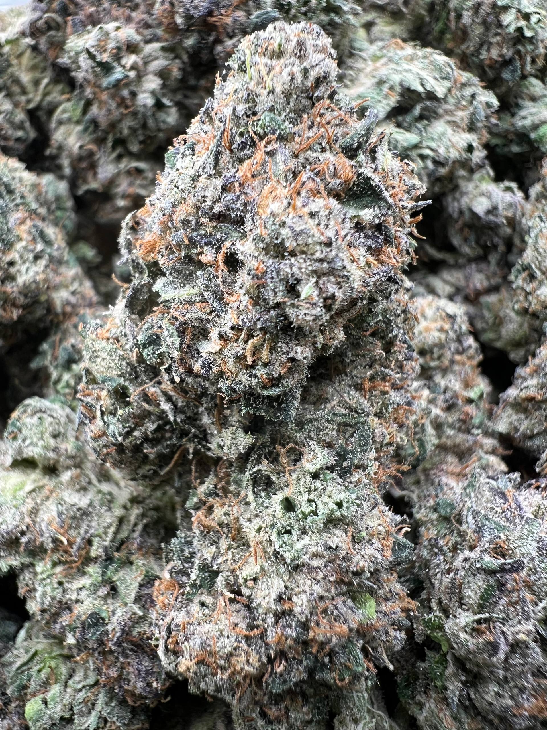 PINK CHERRY RUNTZ [925]