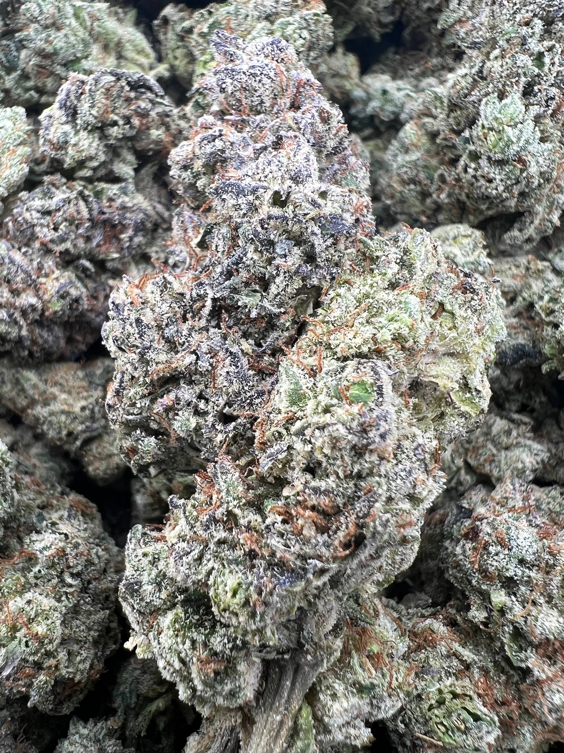 GRAPE RUNTZ [850]