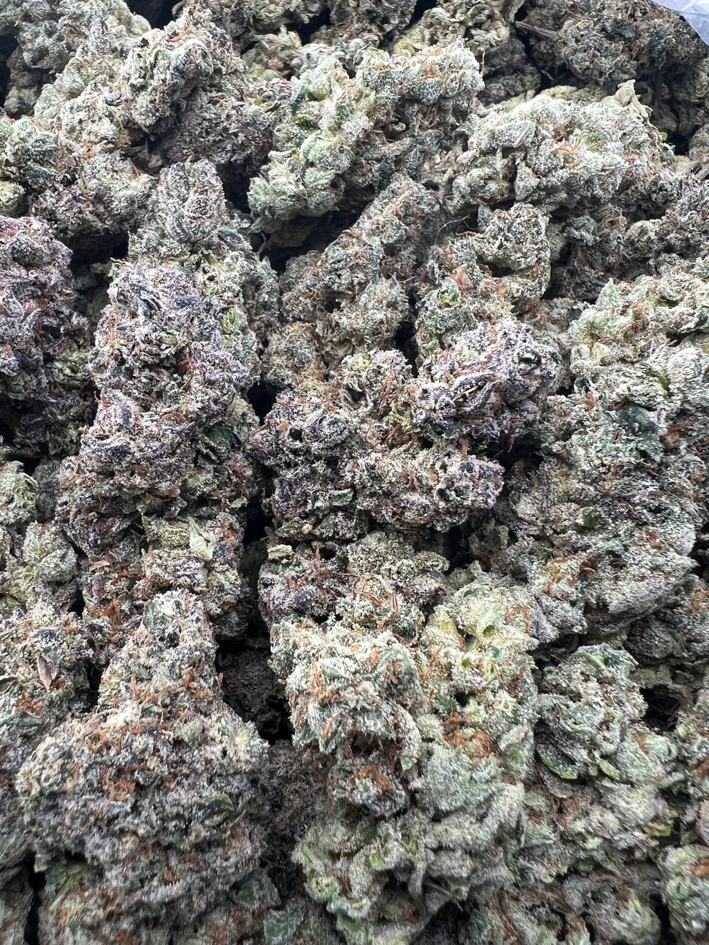 GRAPE RUNTZ [850]
