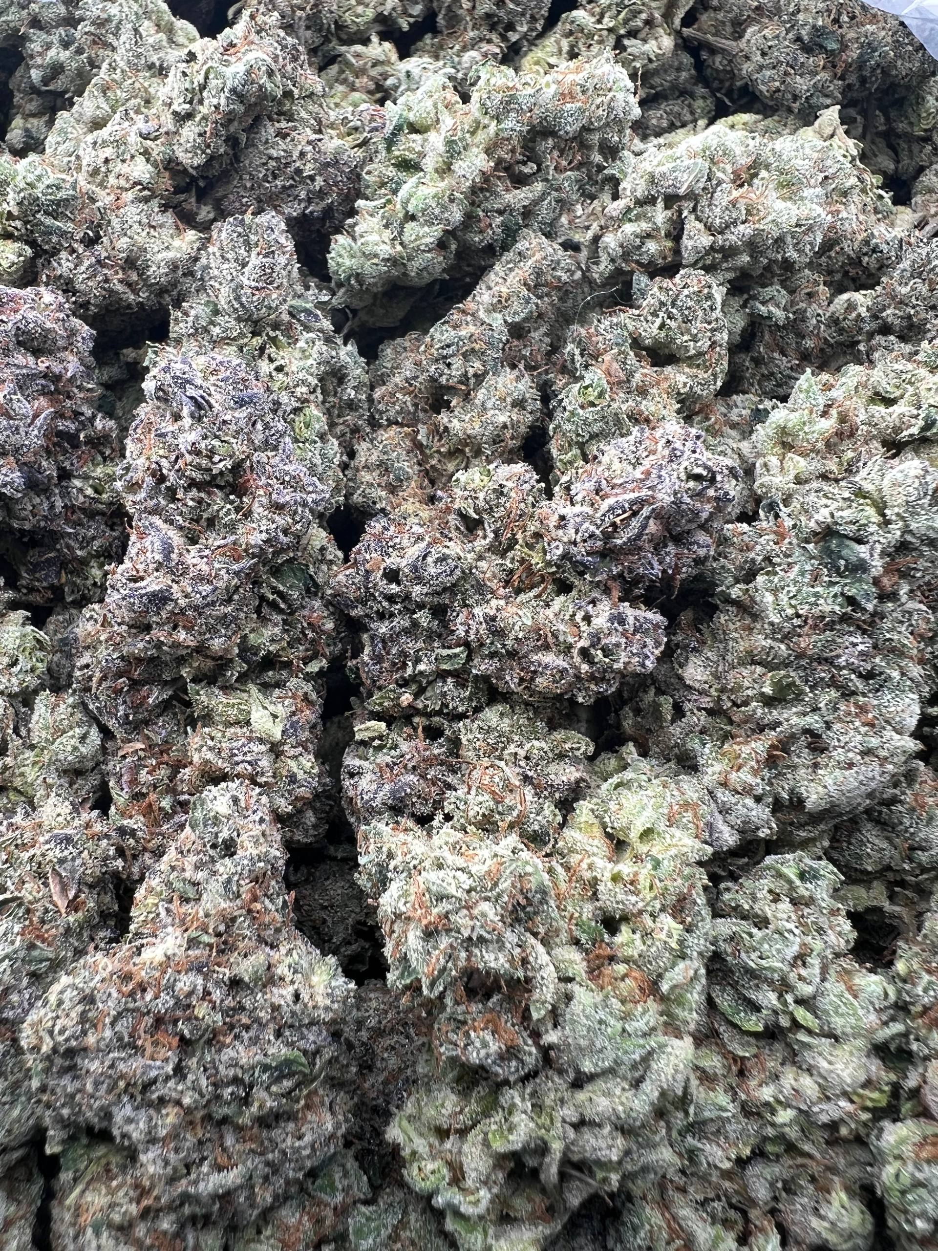 GRAPE RUNTZ [850]