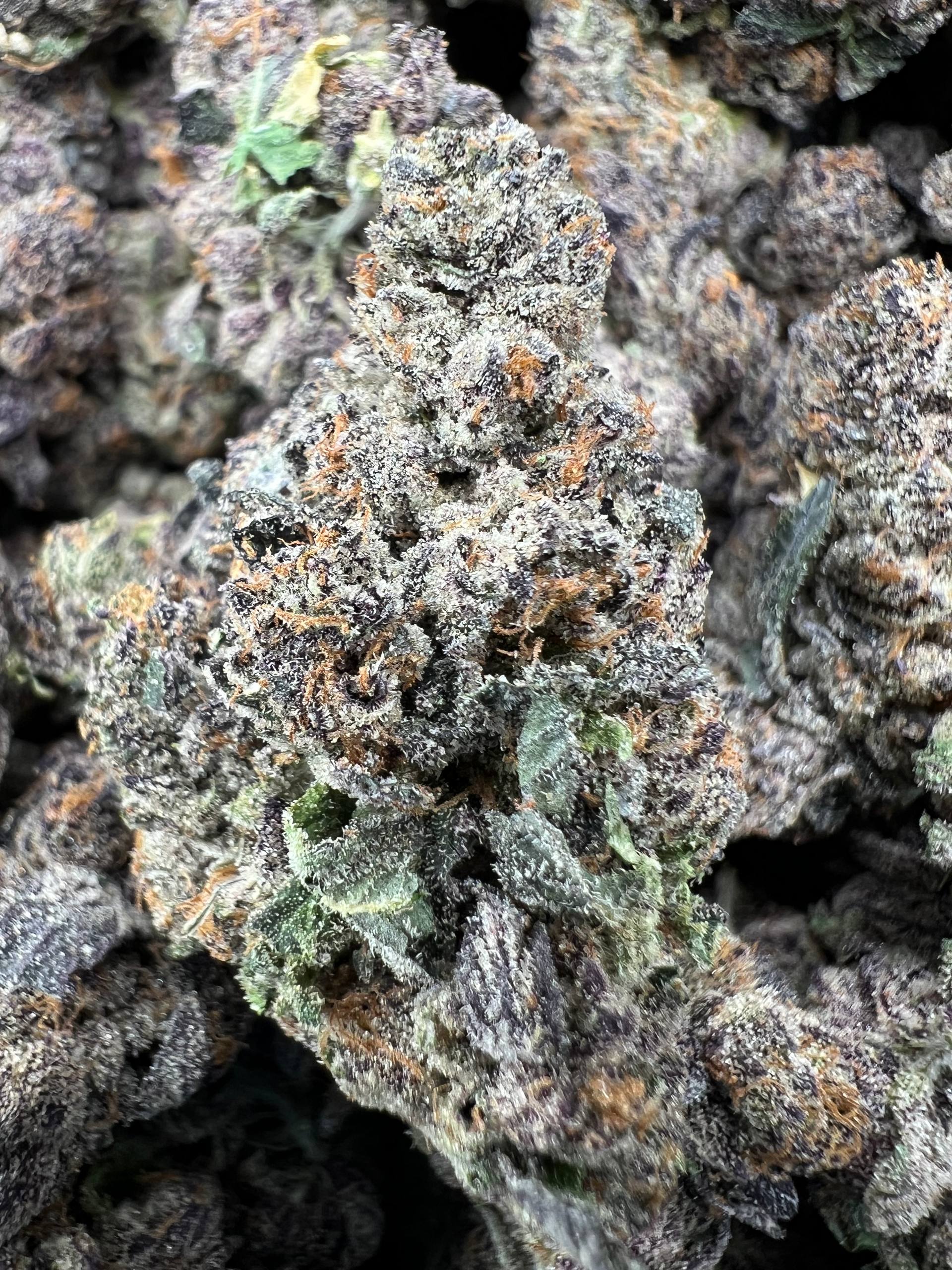 PURPLE ZOTZ [1000]