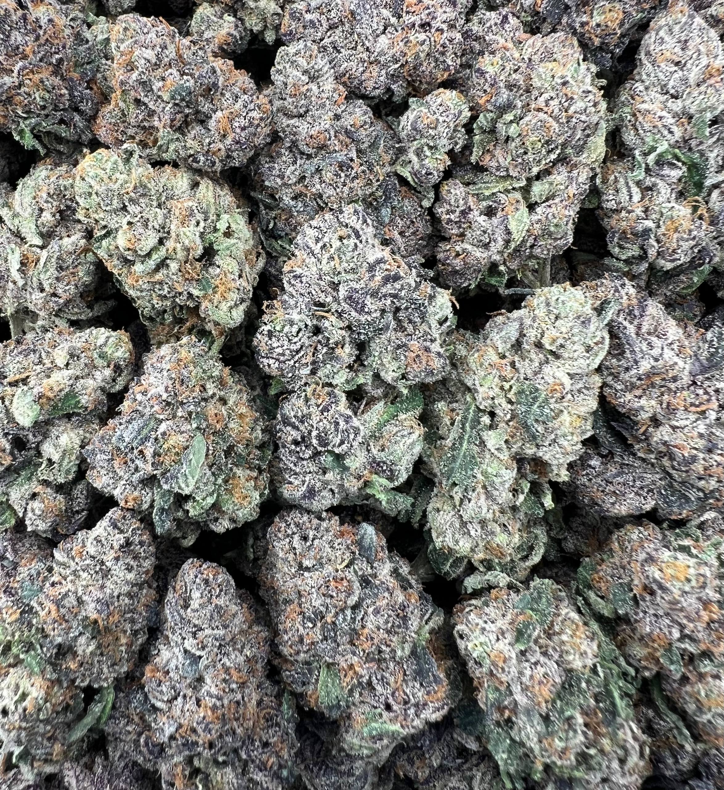 PURPLE ZOTZ [1000]