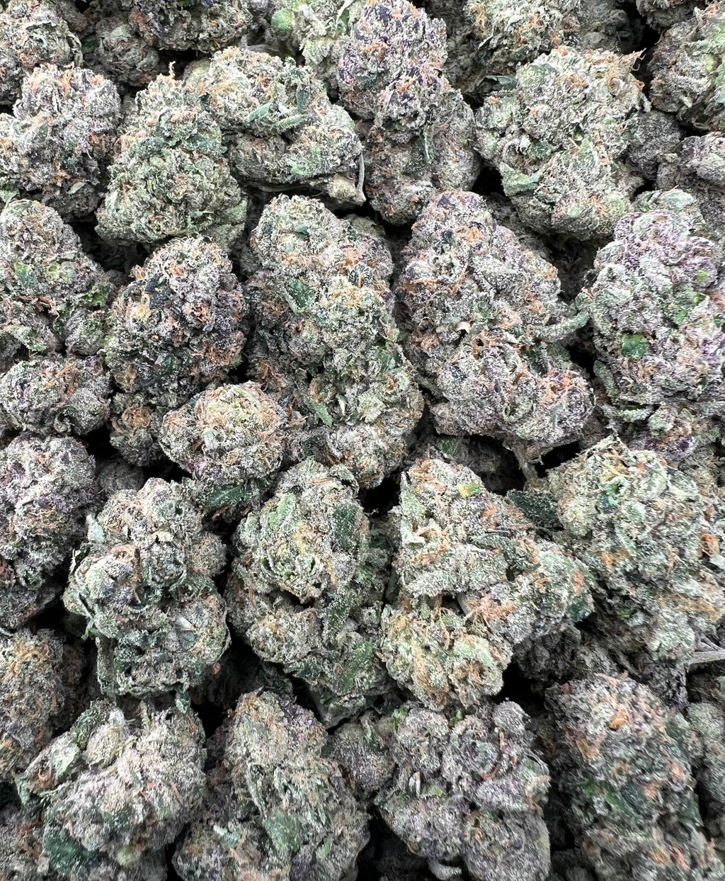PINK GELATTI [1100]