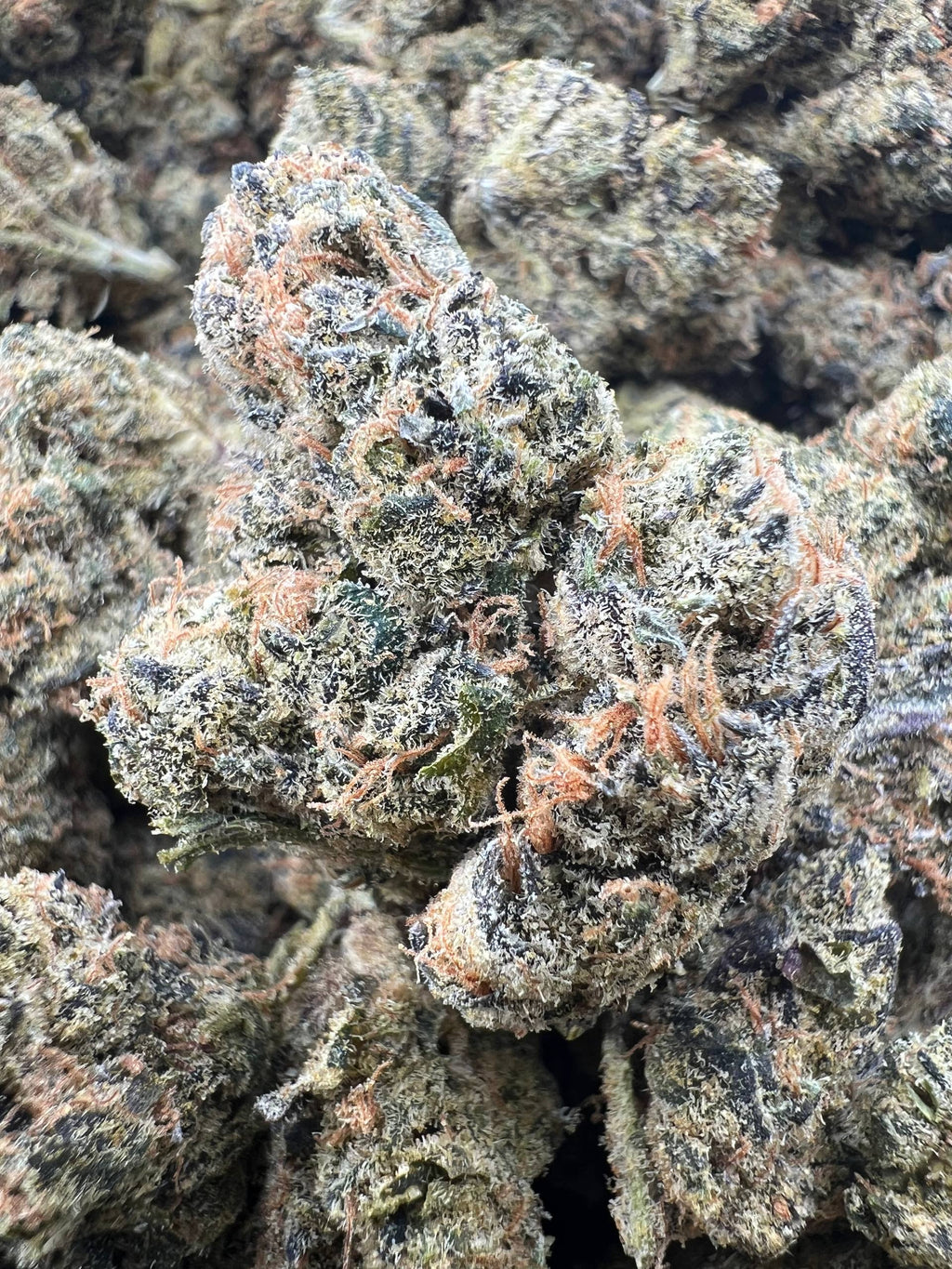 BACCIO GELATO [550]