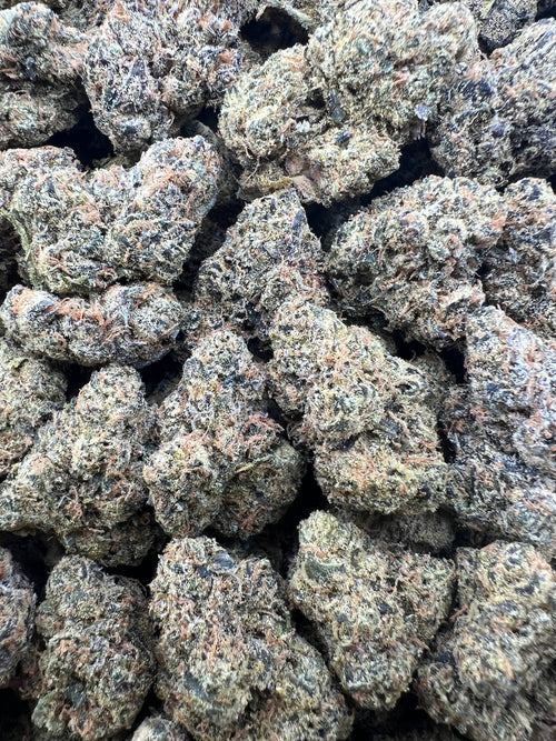 BACCIO GELATO [550]