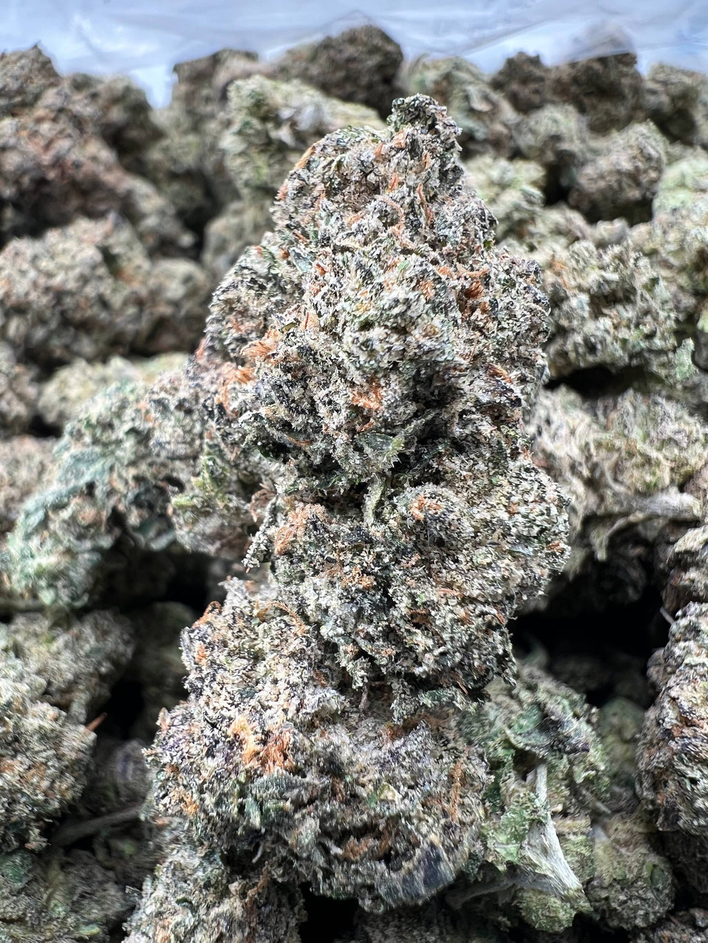 BLUE CHERRY BUBBLEGUM [850]