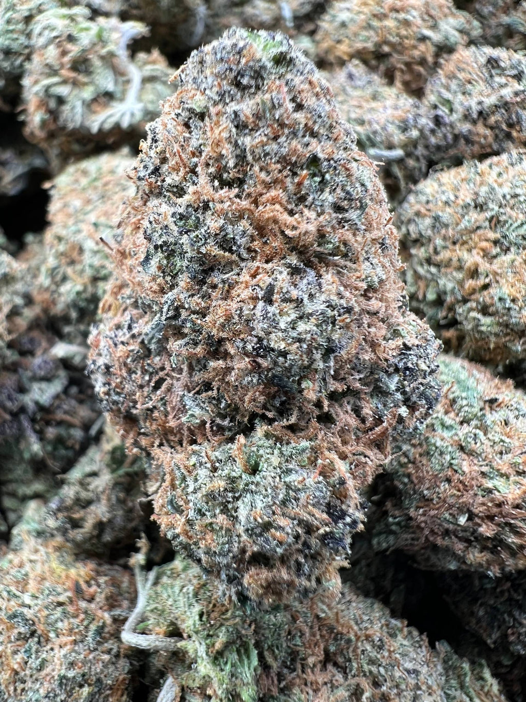 RED CHERRY GELATO [750]