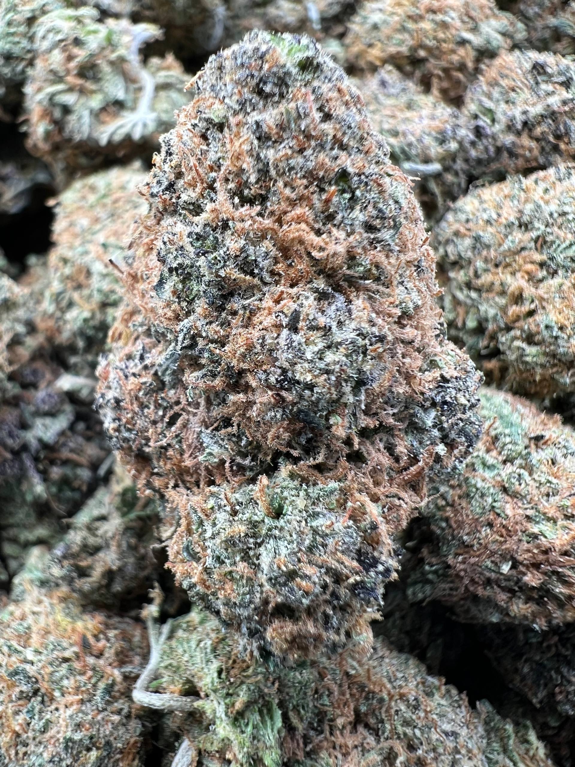 RED CHERRY GELATO [750]
