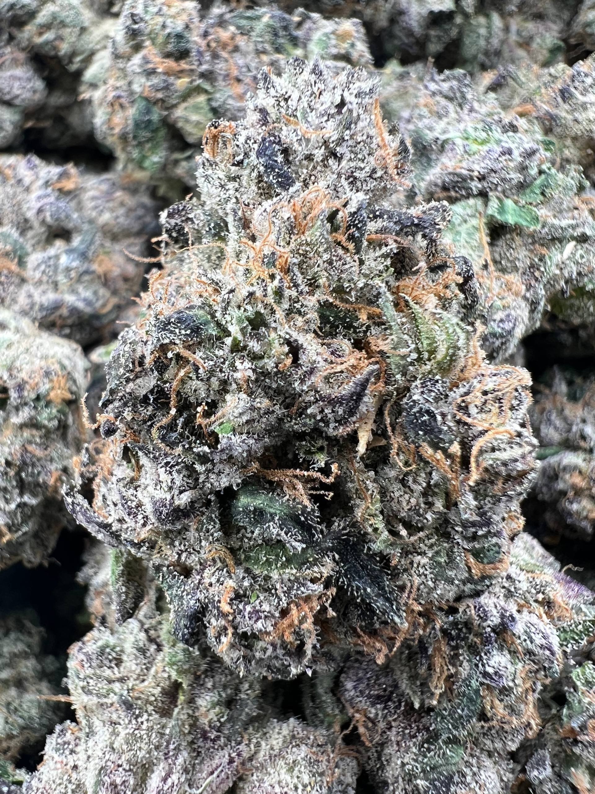 BLACK DAHLIA [1400]
