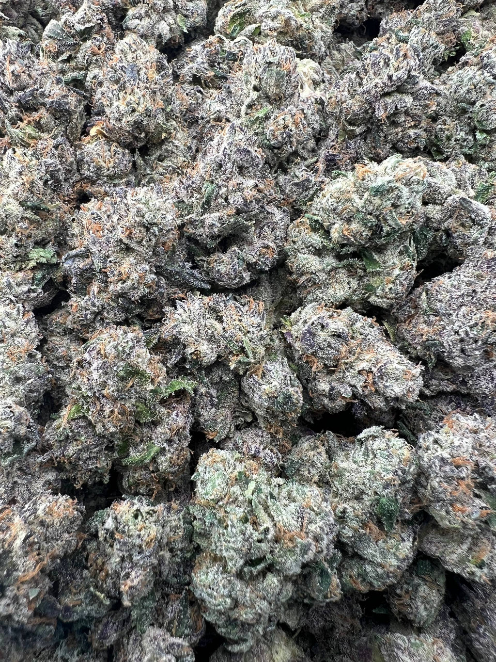 BLACK DAHLIA [1400]