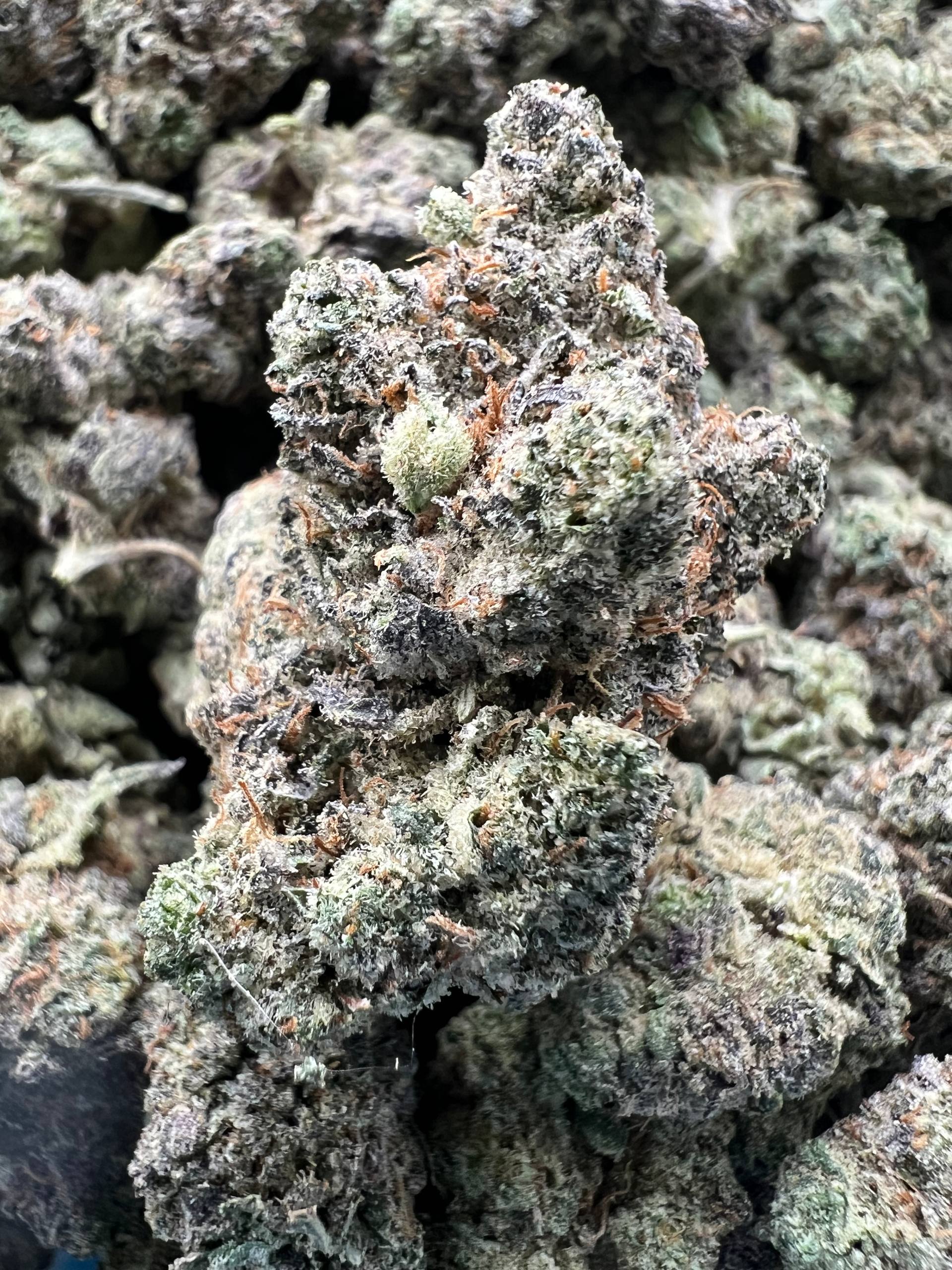 JOLLY RANCHER [775]