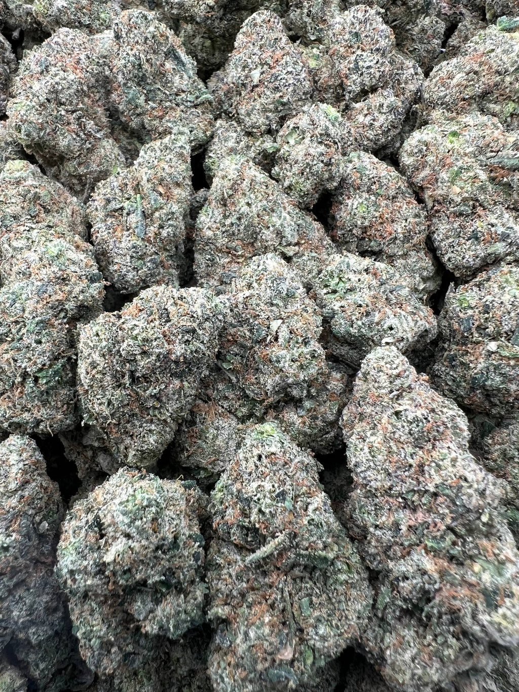 VERSACE CANDY [850]