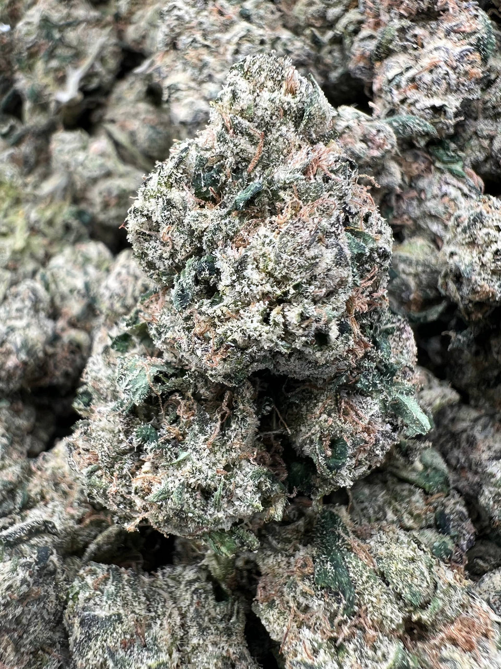 WHITE CHERRY GELATO [875]