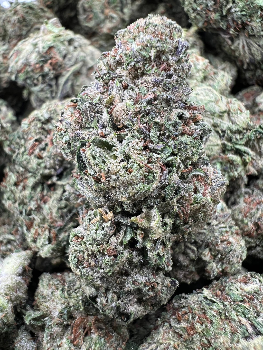 SOUR BANGERZ [500]