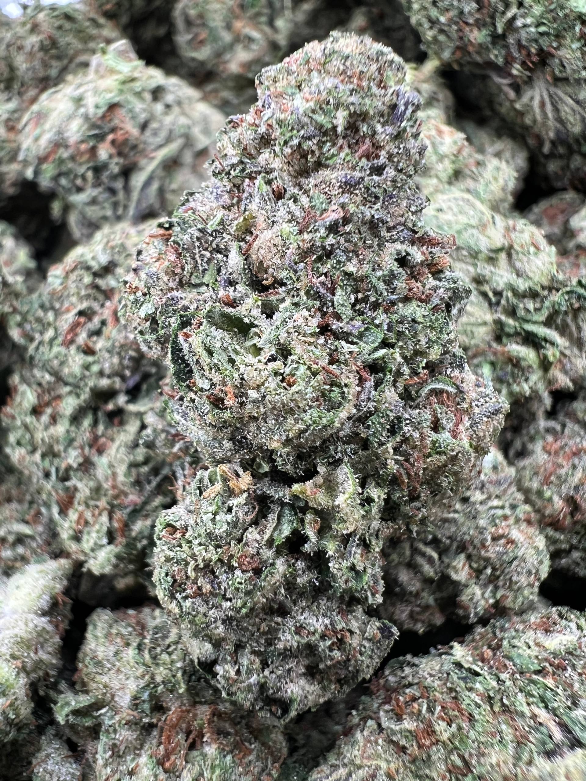 SOUR BANGERZ [500]