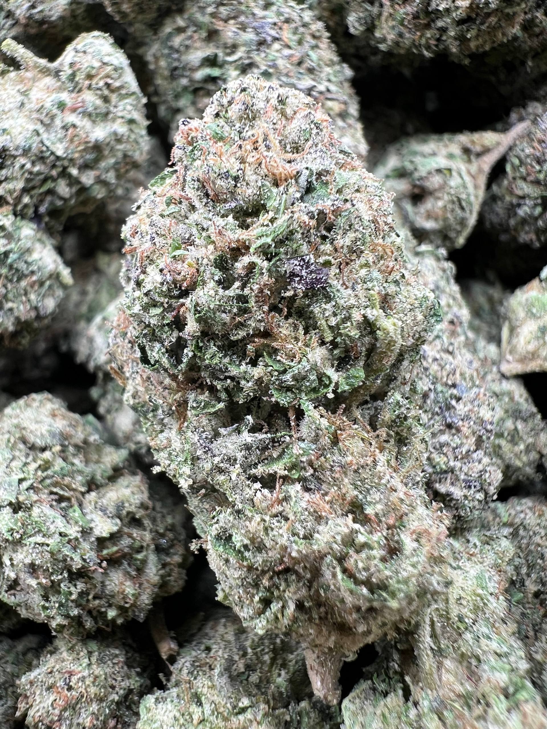SOUR Z [550]