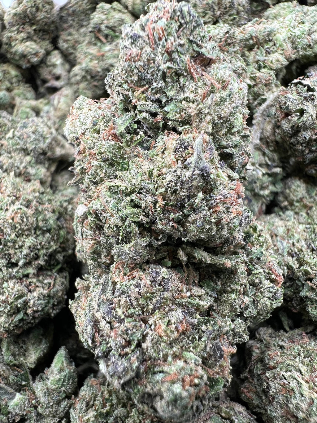 ZLUSHEE [550]