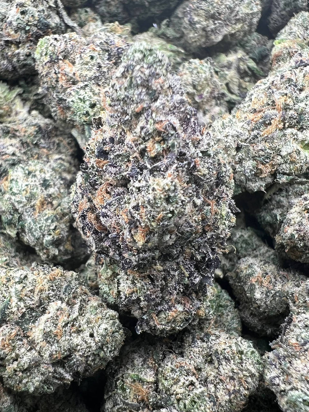 SNOOP RUNTZ [900]