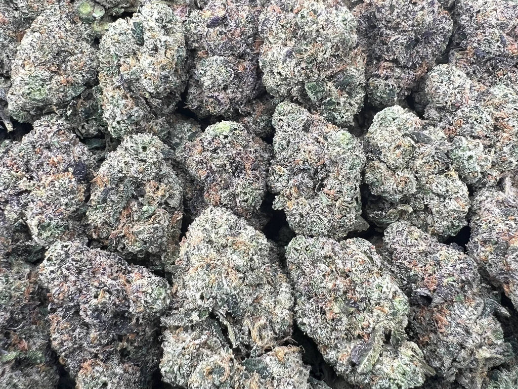 SNOOP RUNTZ [900]