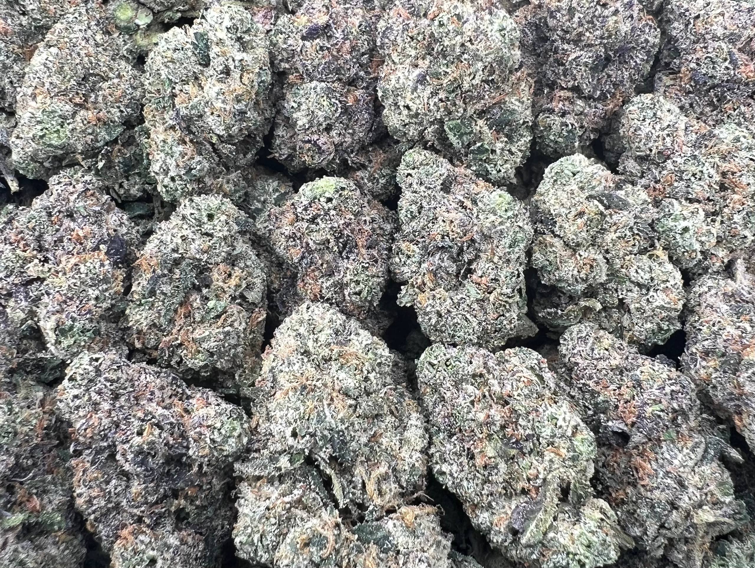 SNOOP RUNTZ [900]