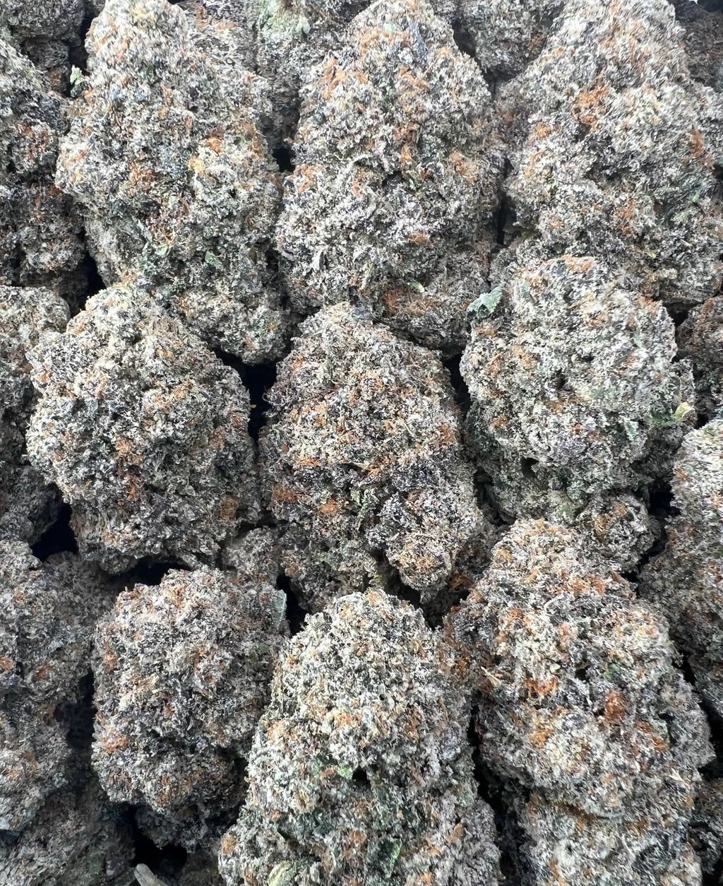 KOOLAID [1500]