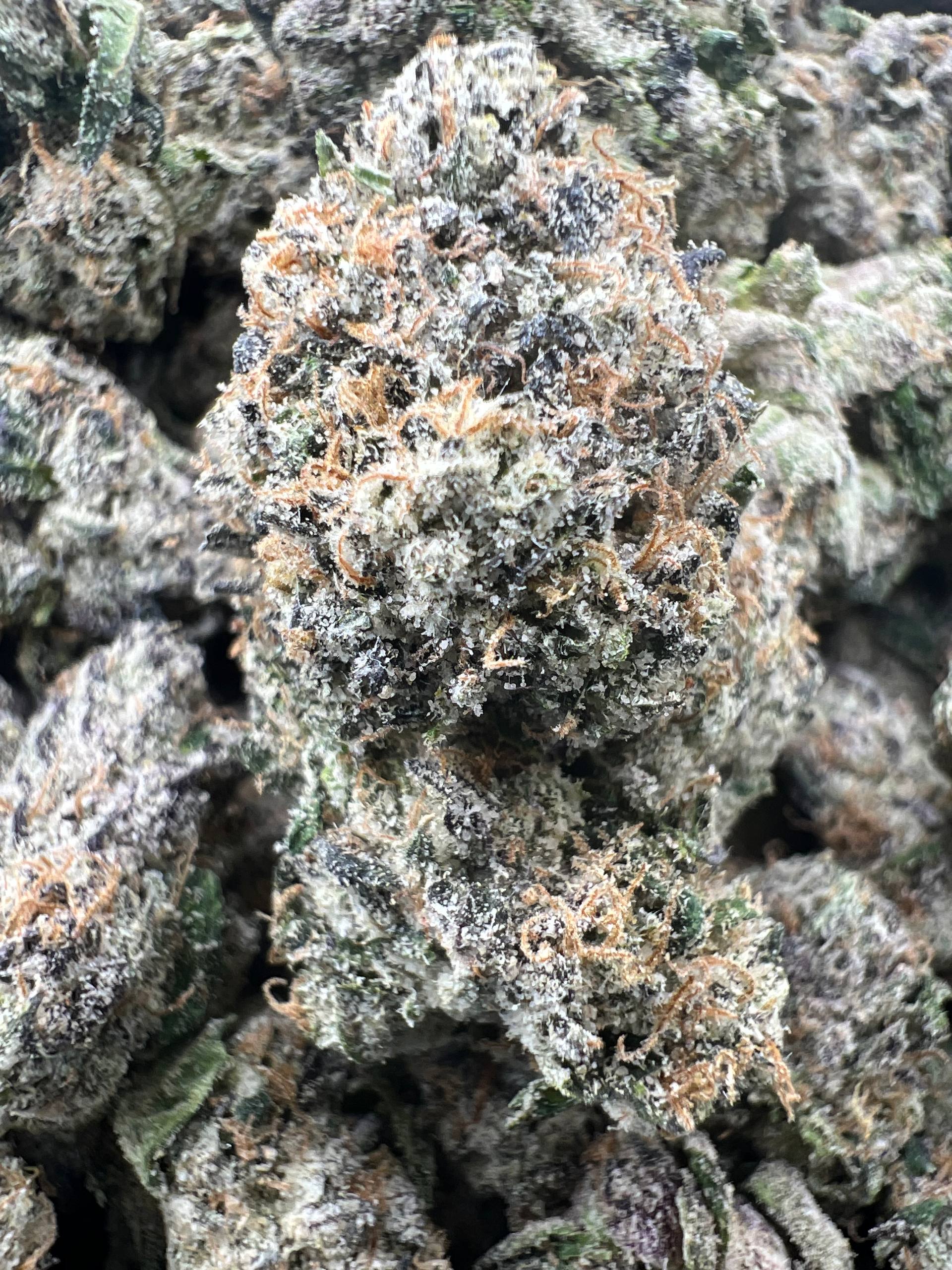 BLUE RHINO [1450]