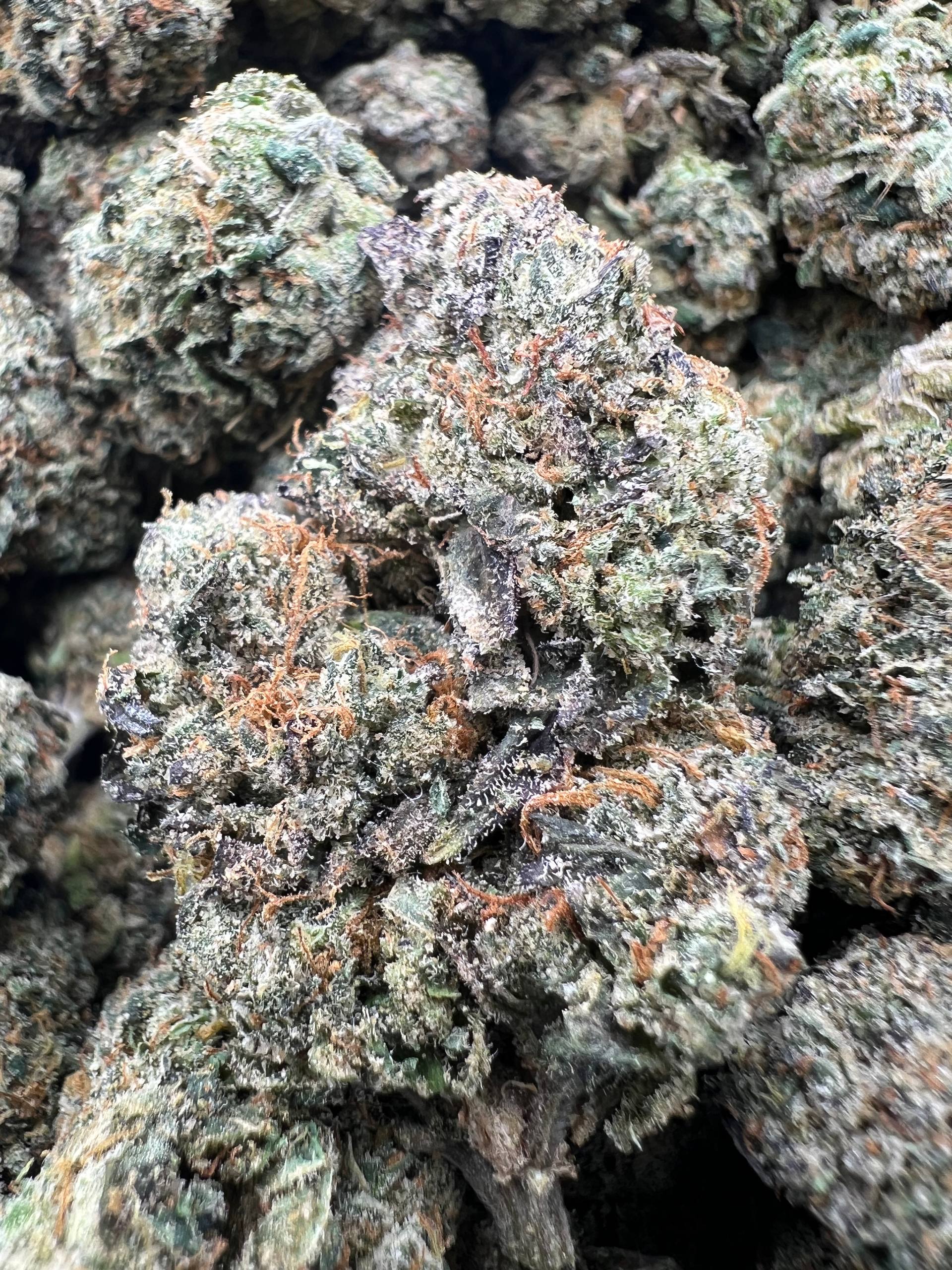 PINK CHERRY RUNTZ [750]