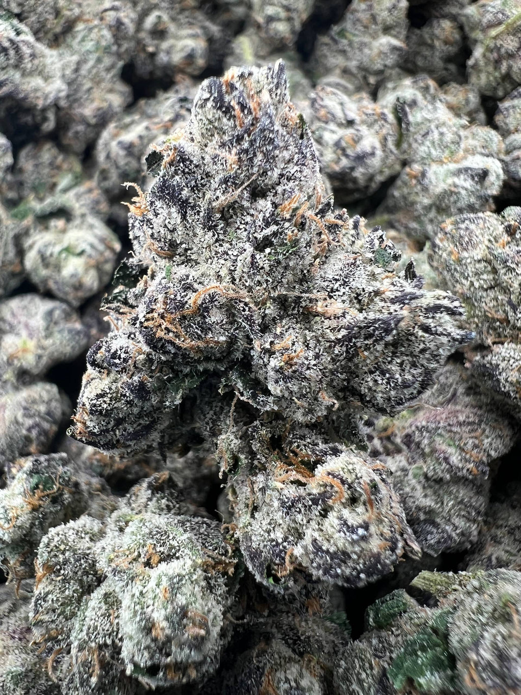 WARHEADZ [1500]