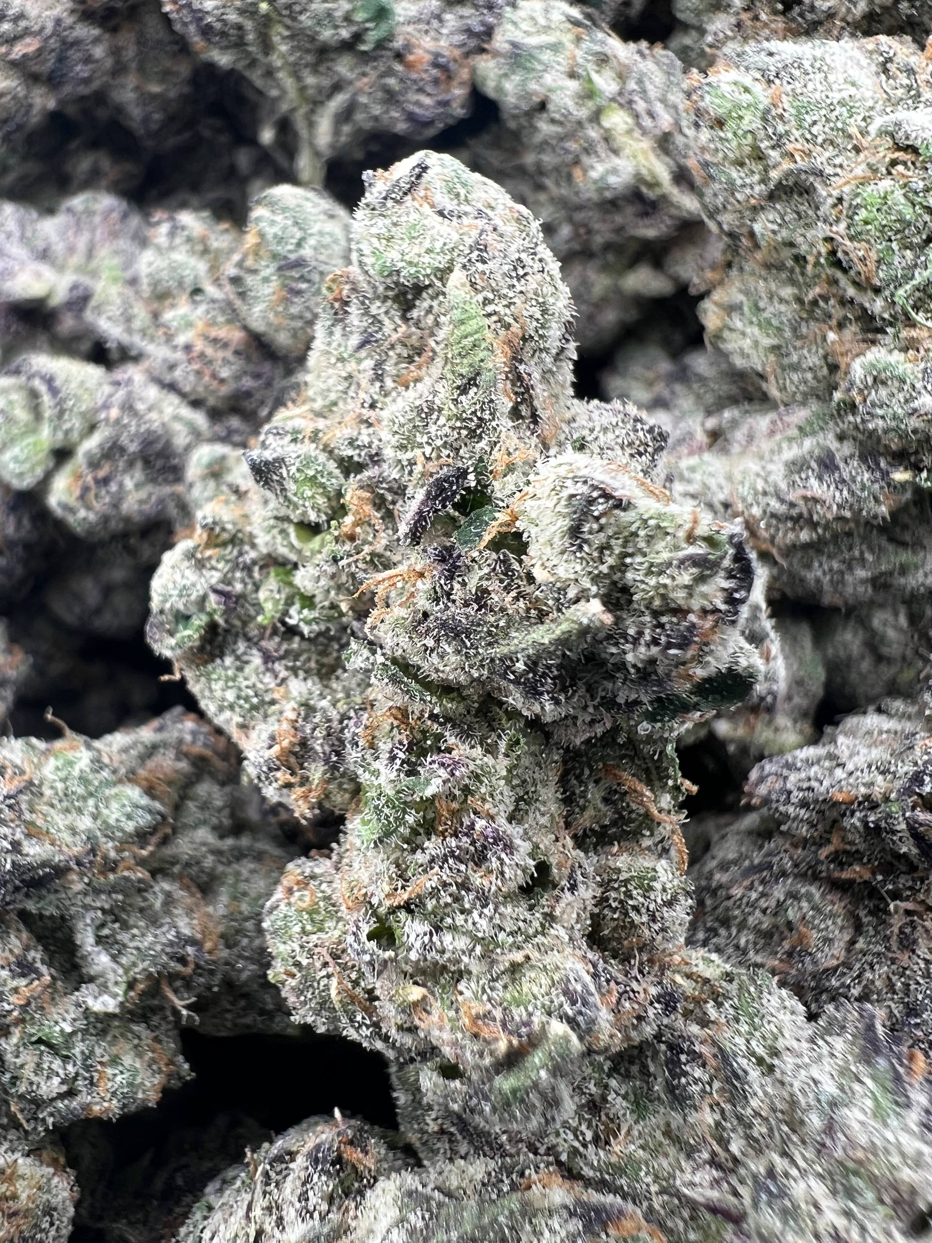 GUMBO KUSH BERRIES [1500]