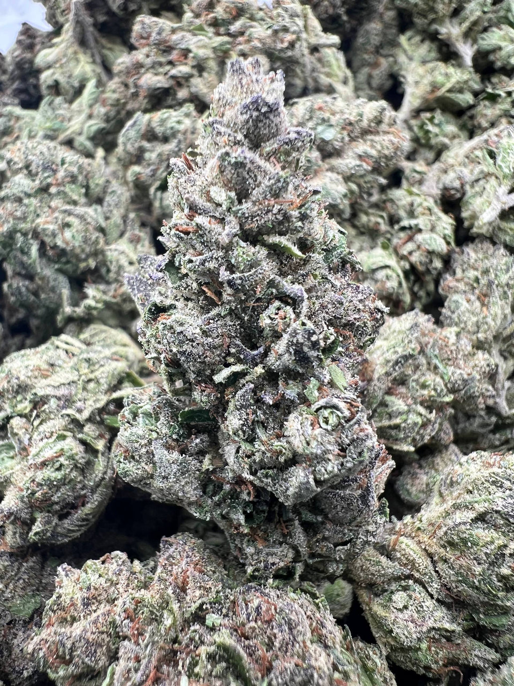 CANDEEZ [550]