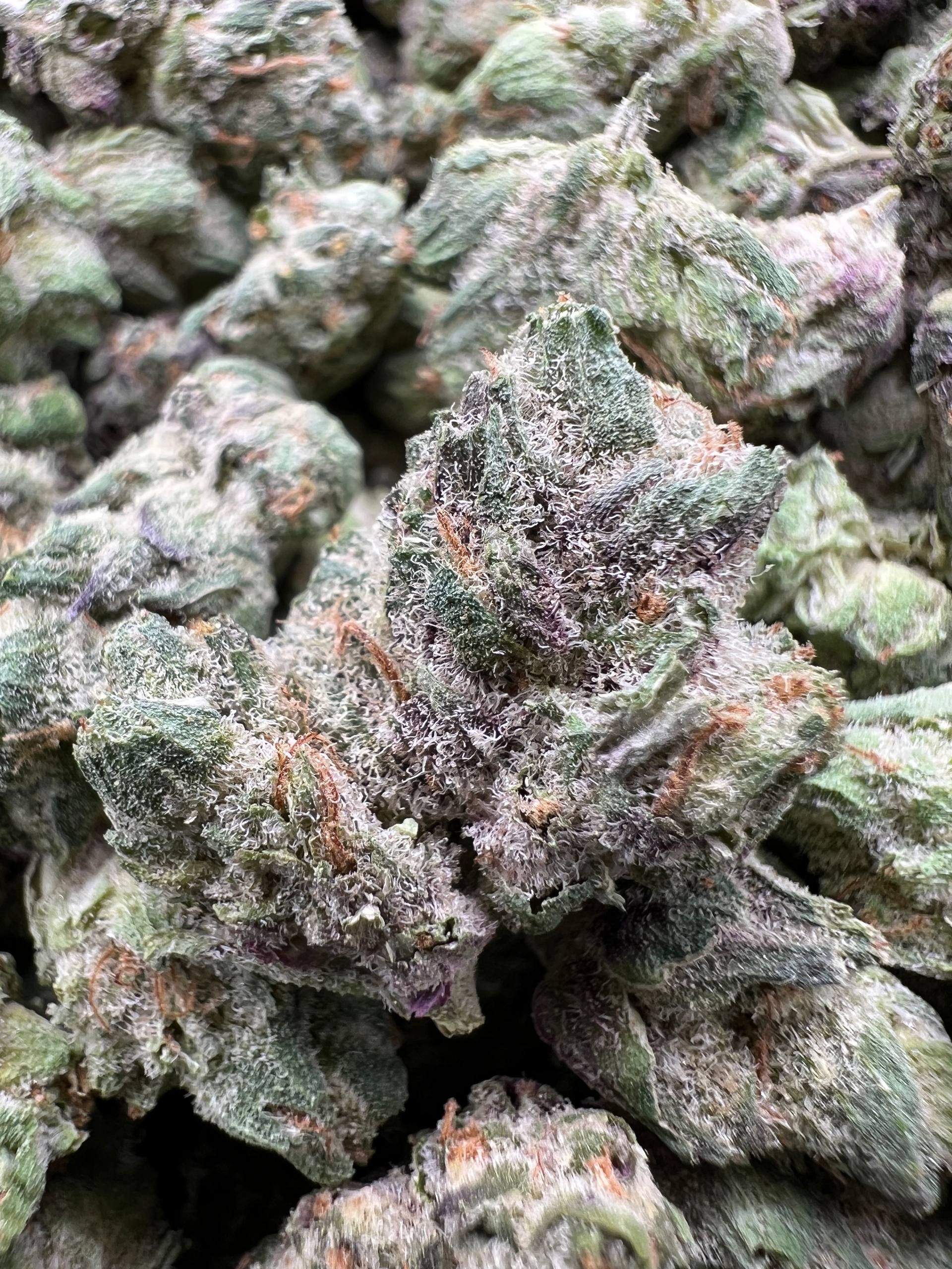 APPLE FRITTER MEDIUMS [600]