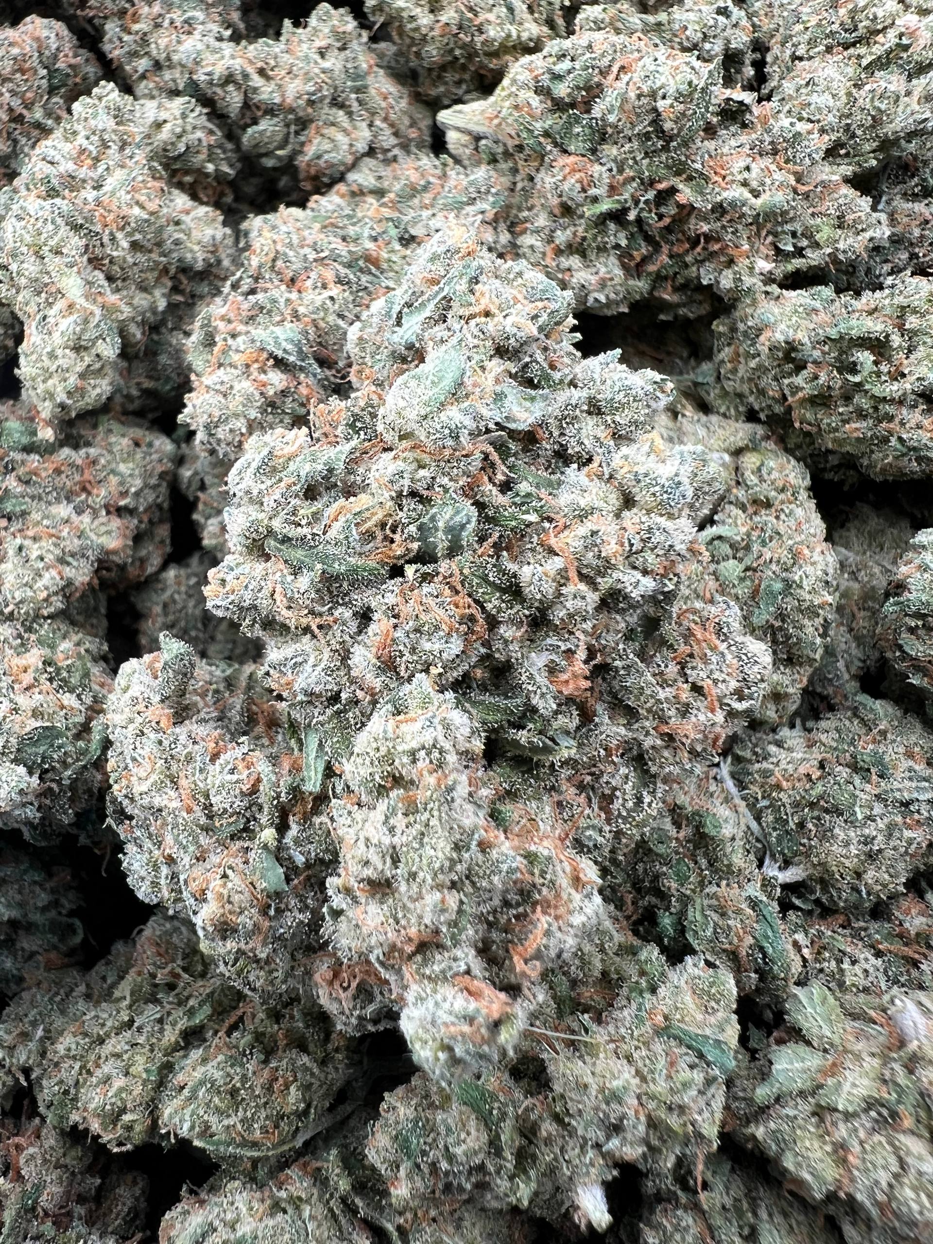JACK HERER [850]