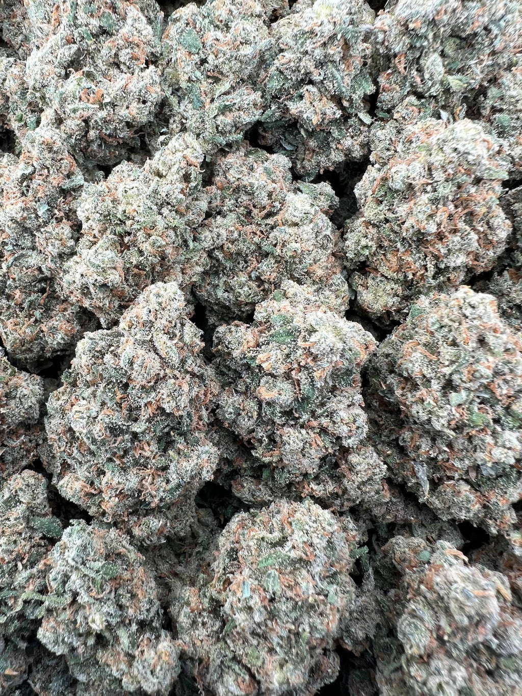 JACK HERER [850]