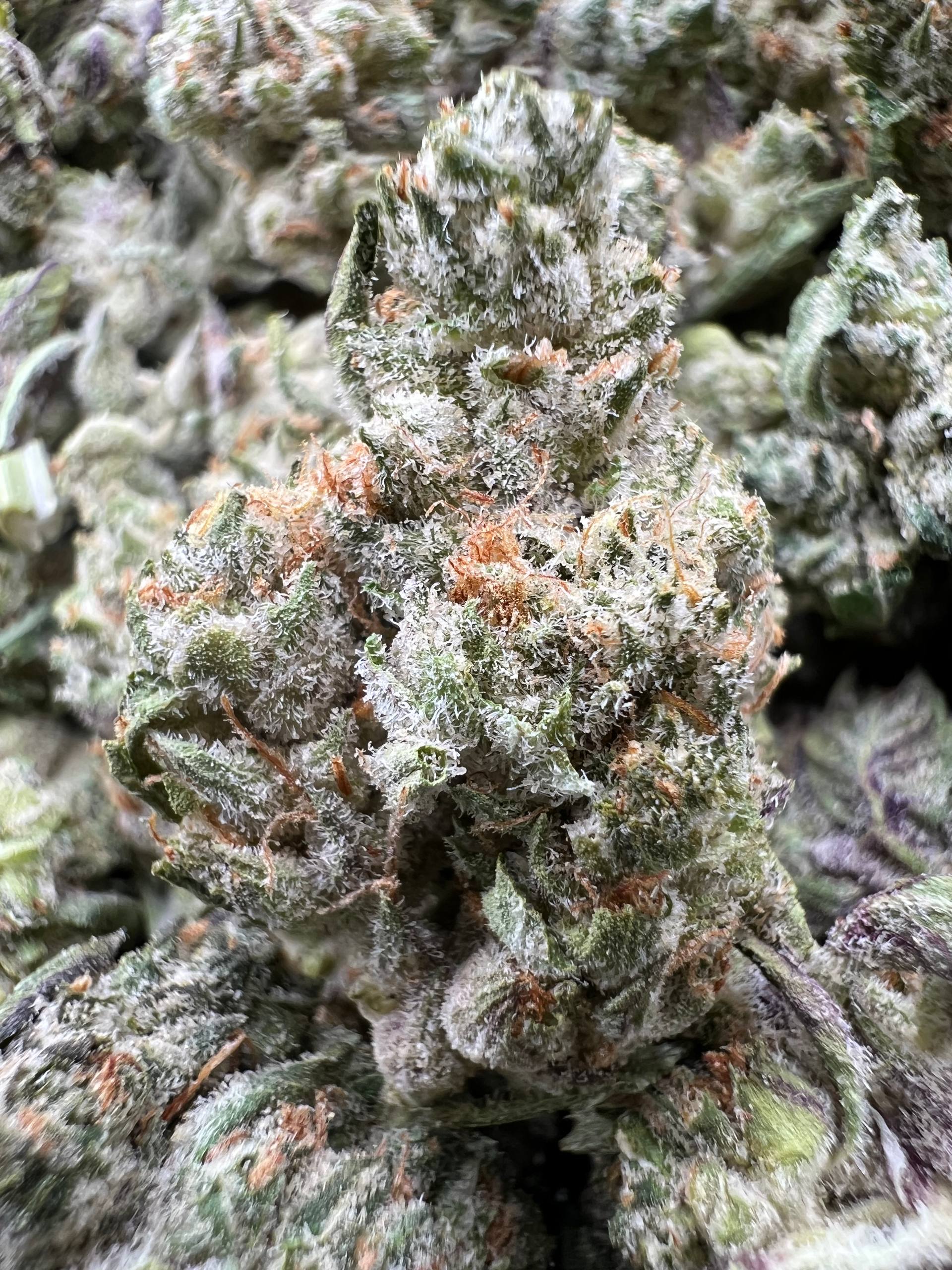 JR DULCE DE LECHE [550]