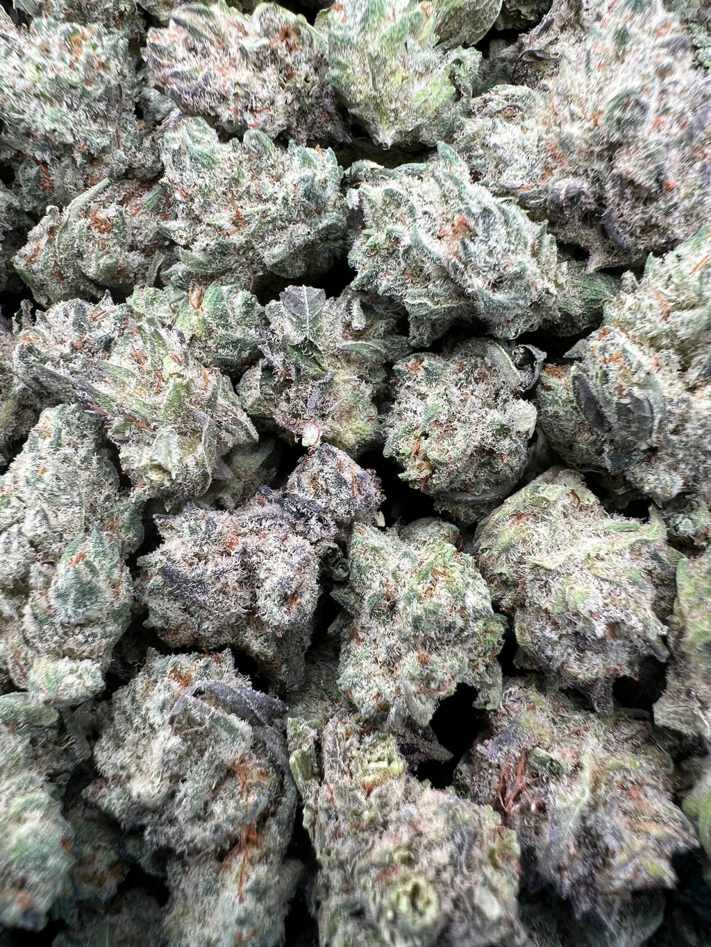 JR PURPLE CREAMSICLE [600]