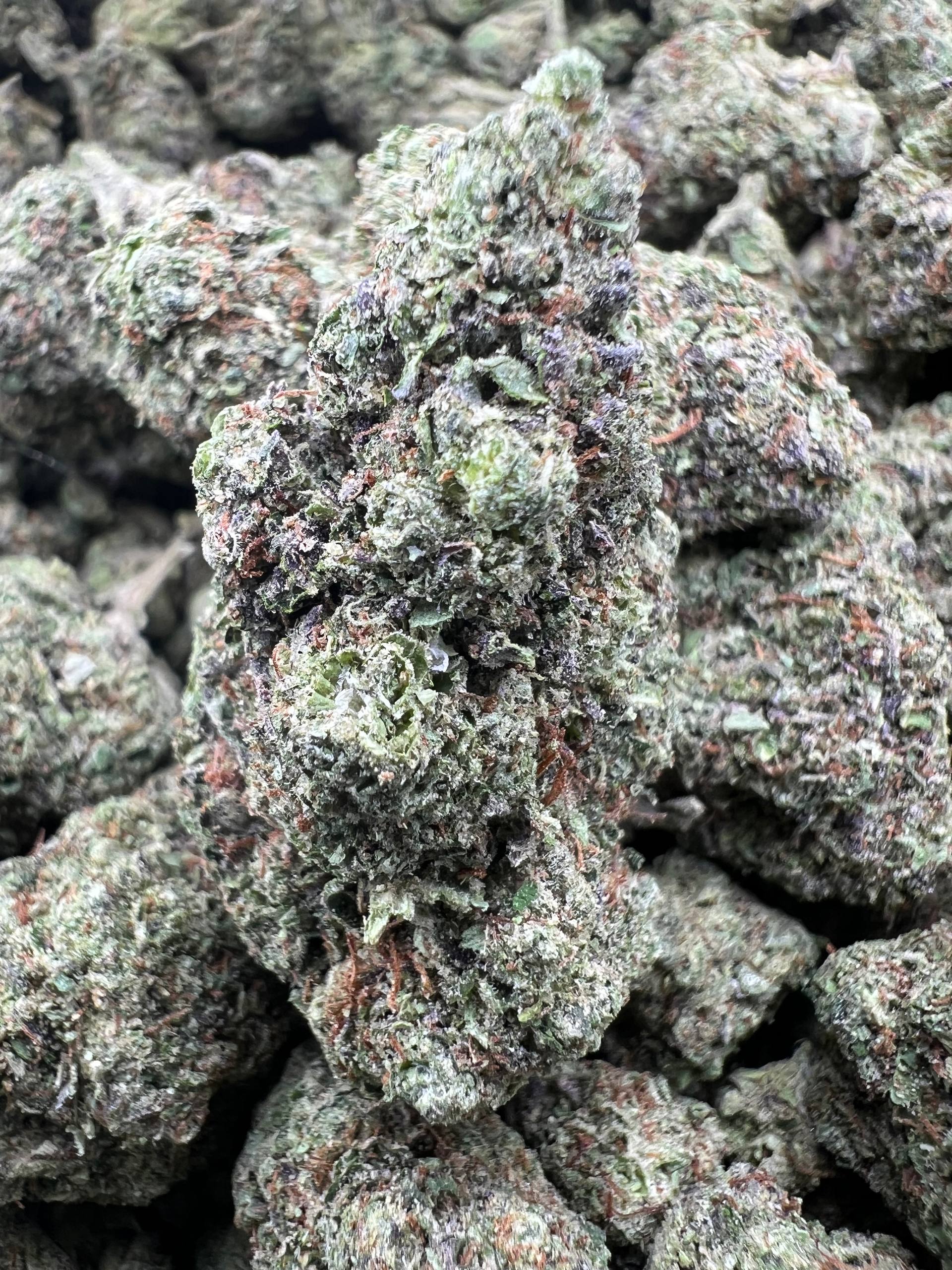 WHITE RHINO [475]