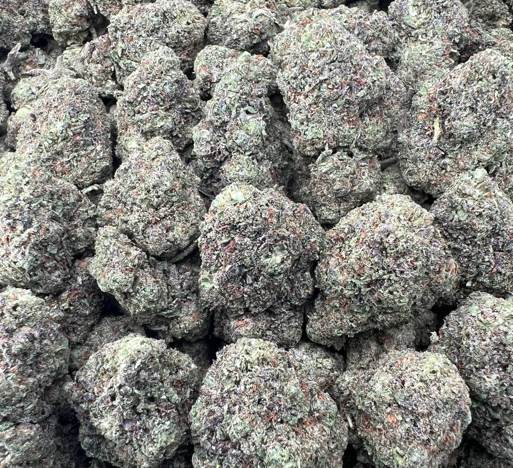 WHITE RHINO [475]