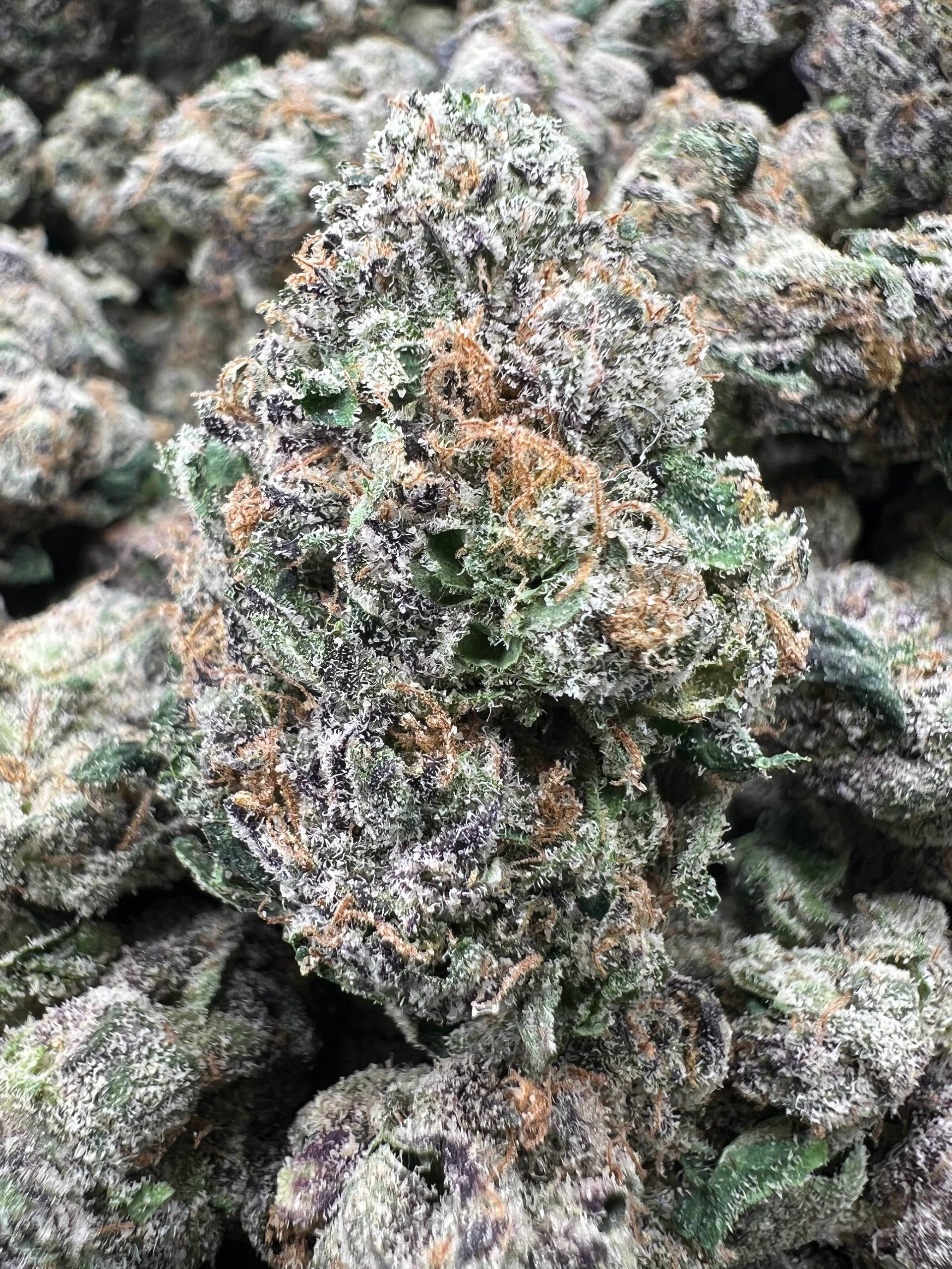 HOOD CANDY [1100]