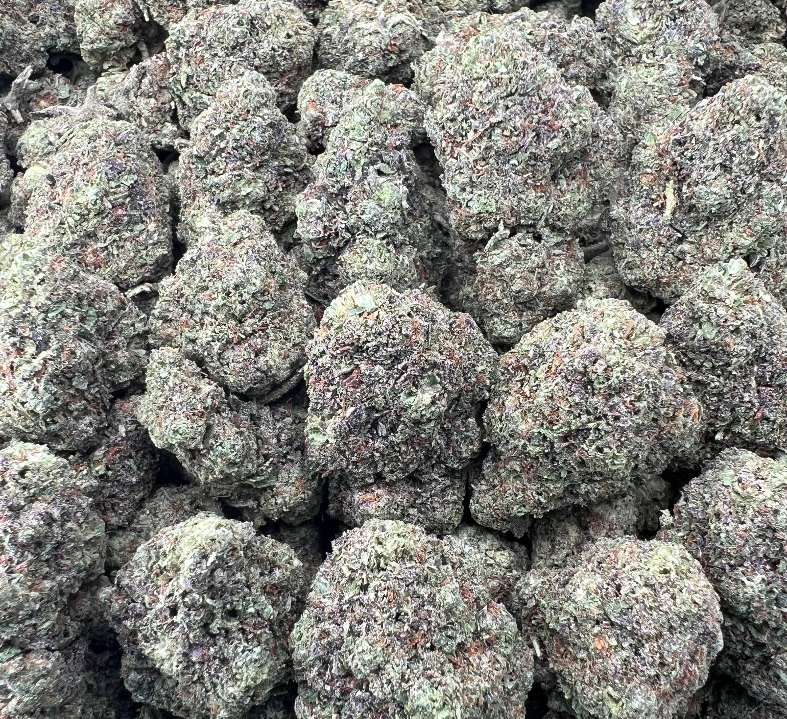WHITE RHINO [475]