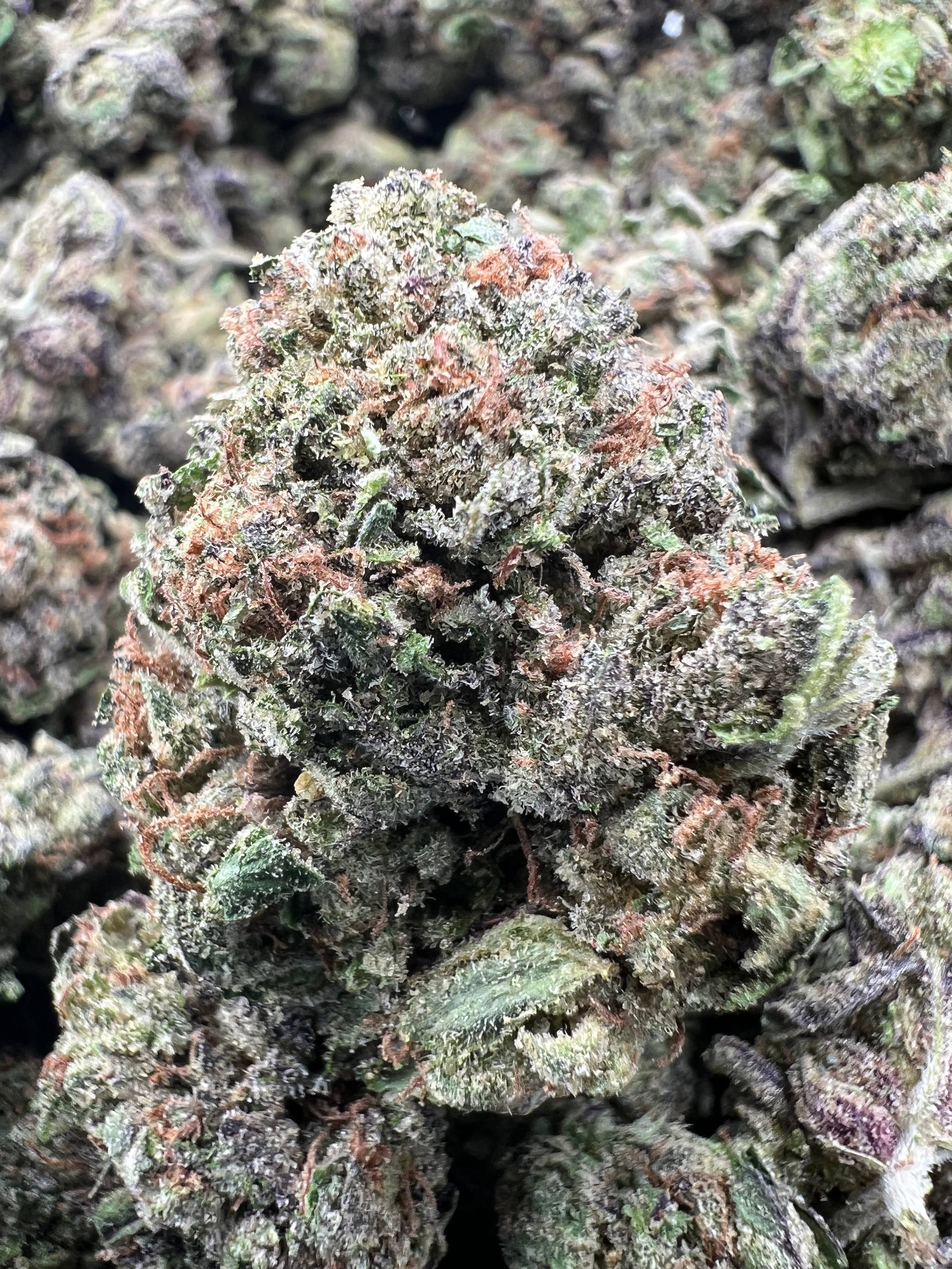 BLUE ZOOTIES [550]