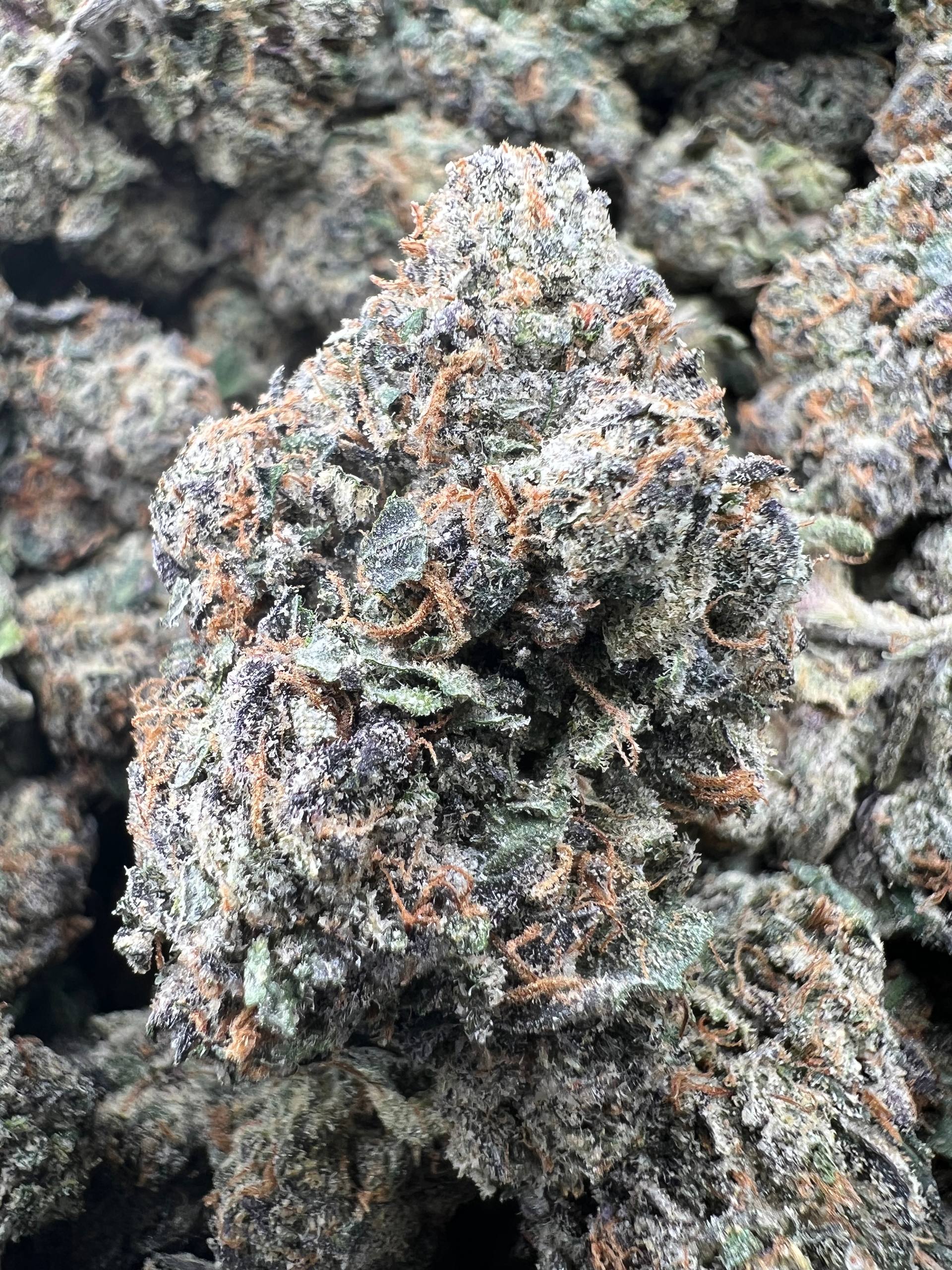 GUAVA BERRY RUNTZ [900]