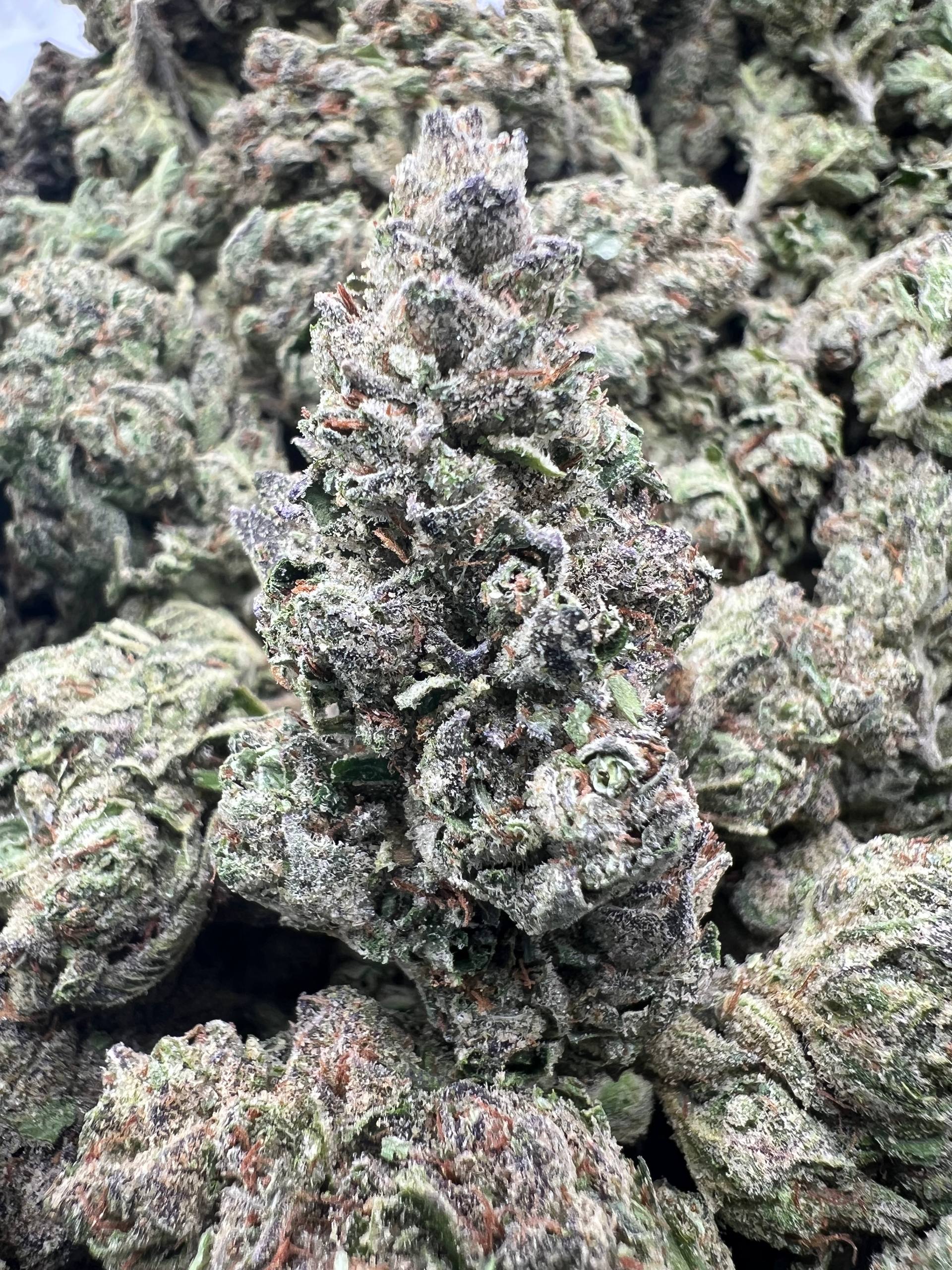 CANDEEZ [550]