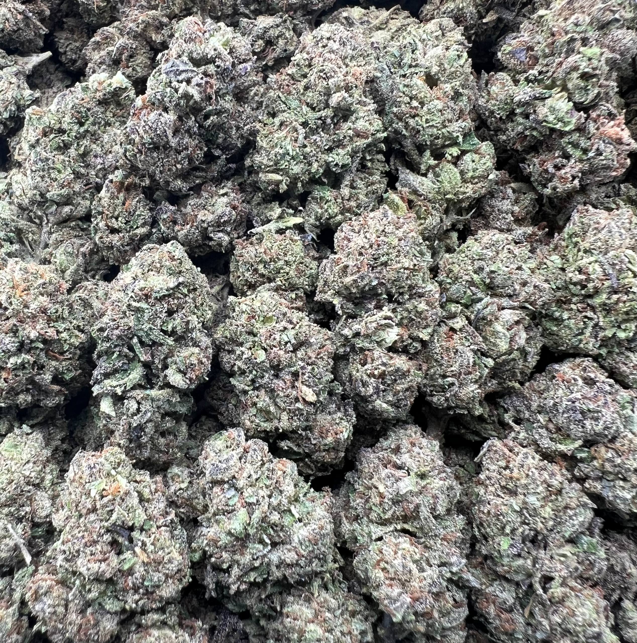 MOCHI RUNTZ [475]