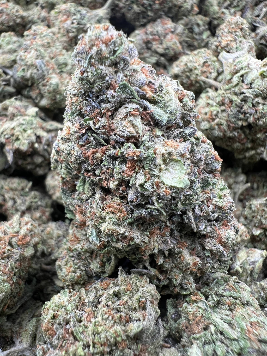 WHITE GMO [400]
