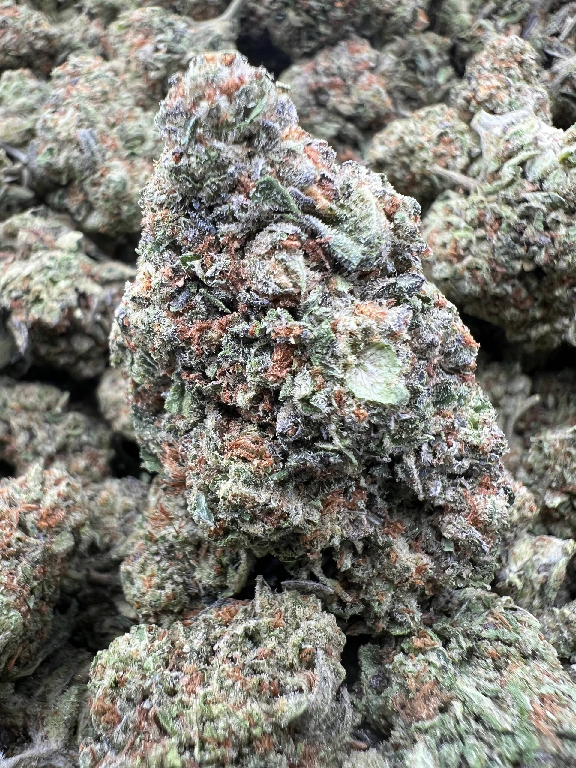 WHITE GMO [400]