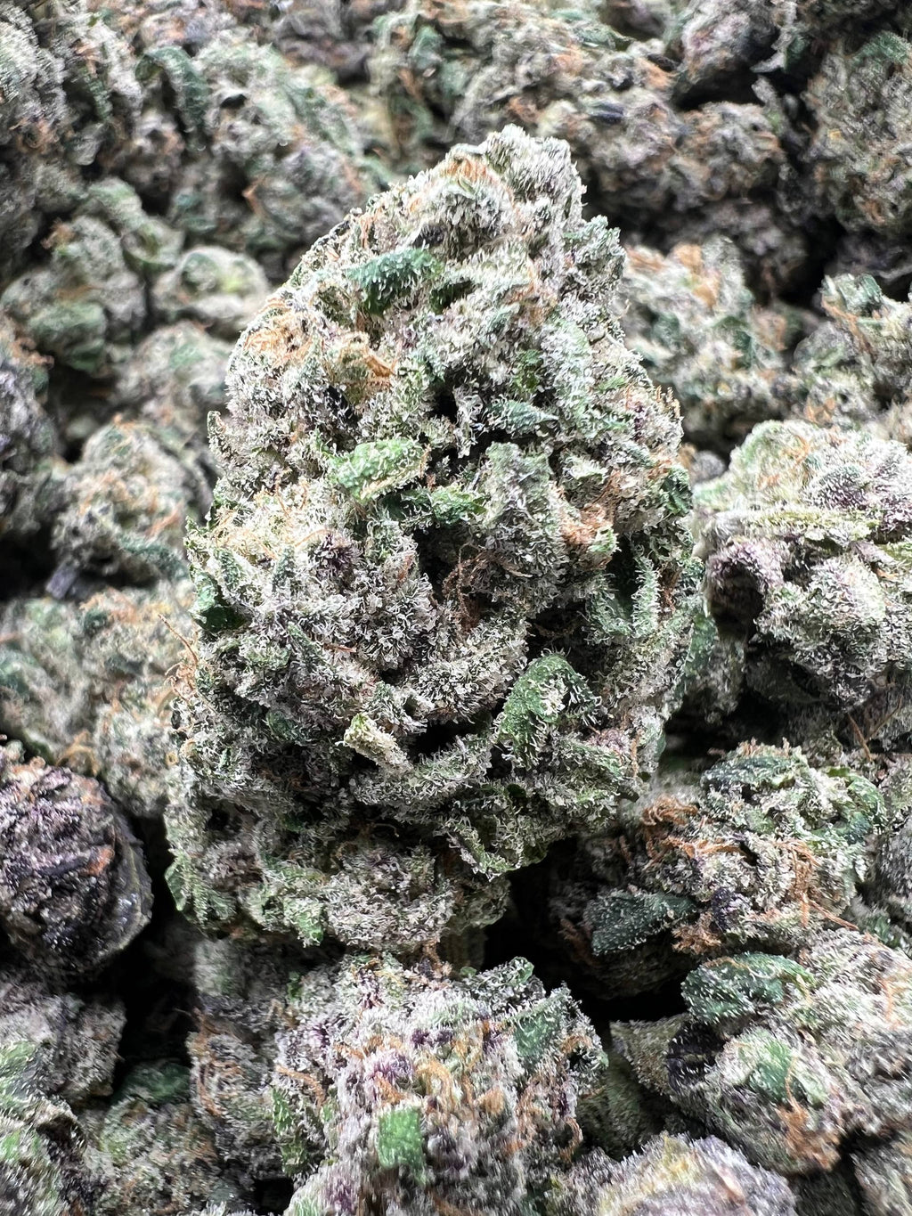 BLUE BENJIS [1100]