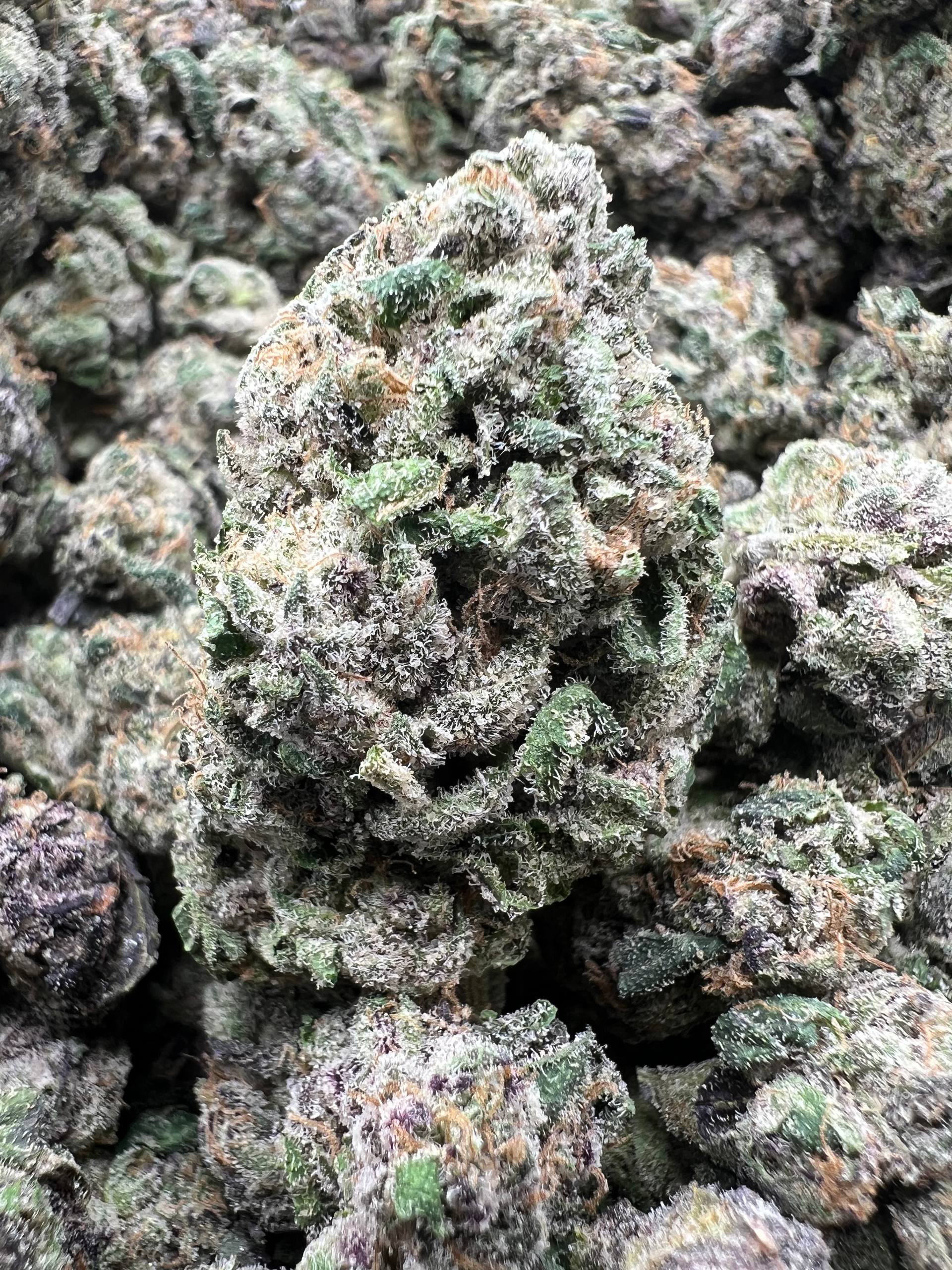 BLUE BENJIS [1100]